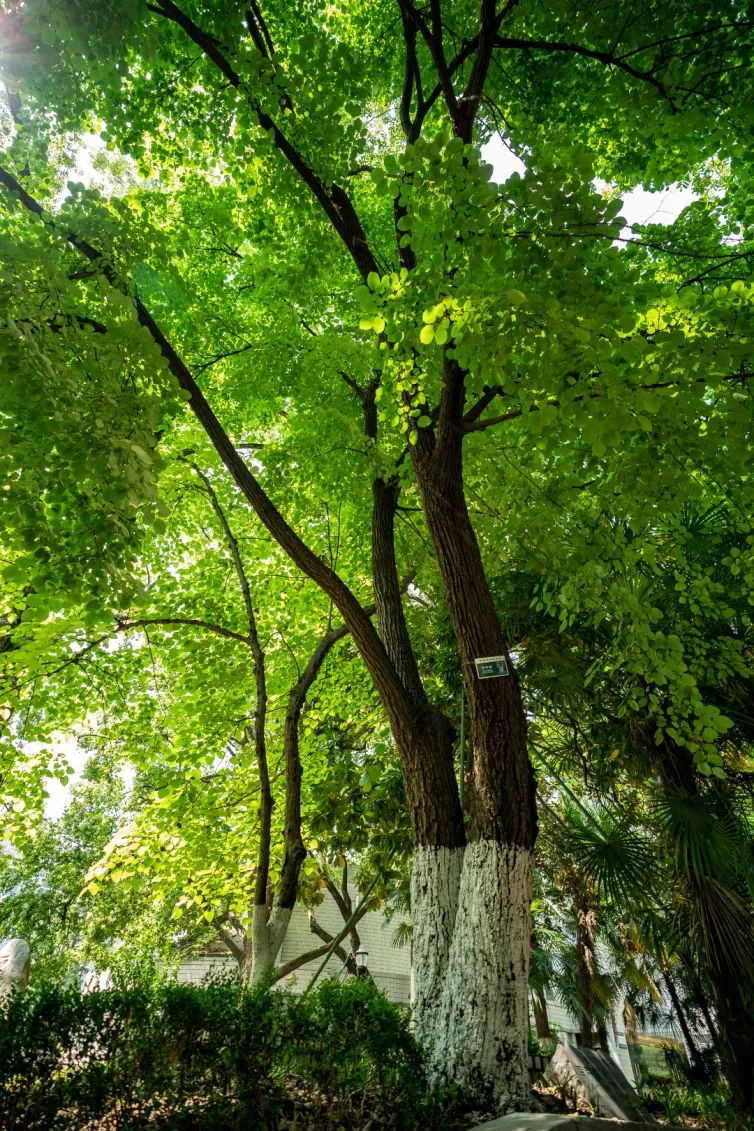 “树”说你的故事|南京椴:承载南京风情文化的乡土树种