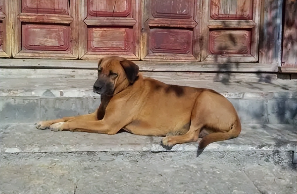 狗在死前为什么要离家出走,老狗不进家门是什么意思