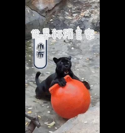 世界杯冠军首场翻车,世界杯输球过程