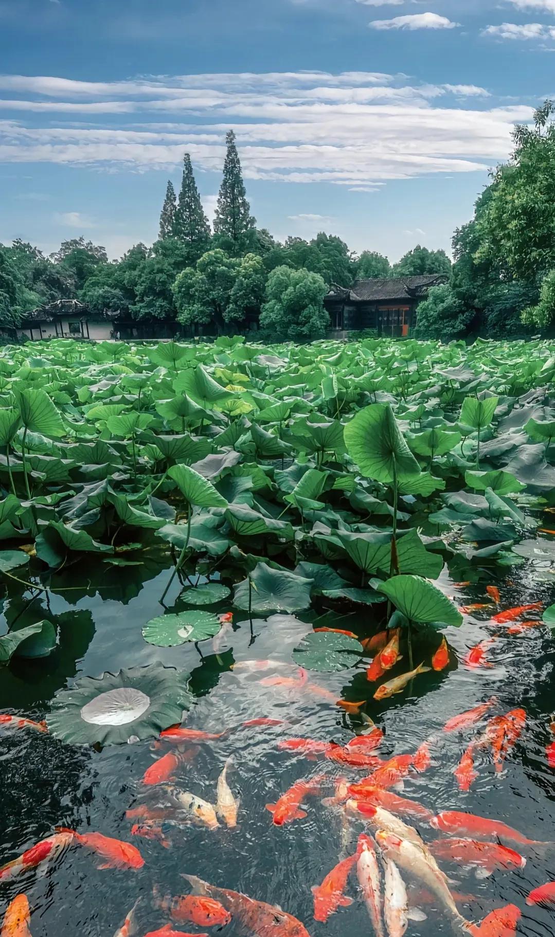 中国十大魅力名镇南浔,南浔旅游小镇
