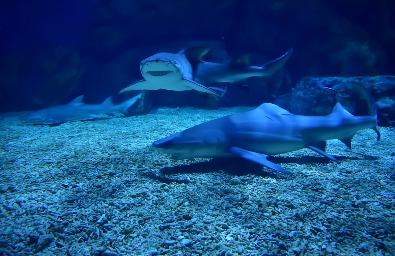 天津是个什么样的城市,天津与南京哪个城市好