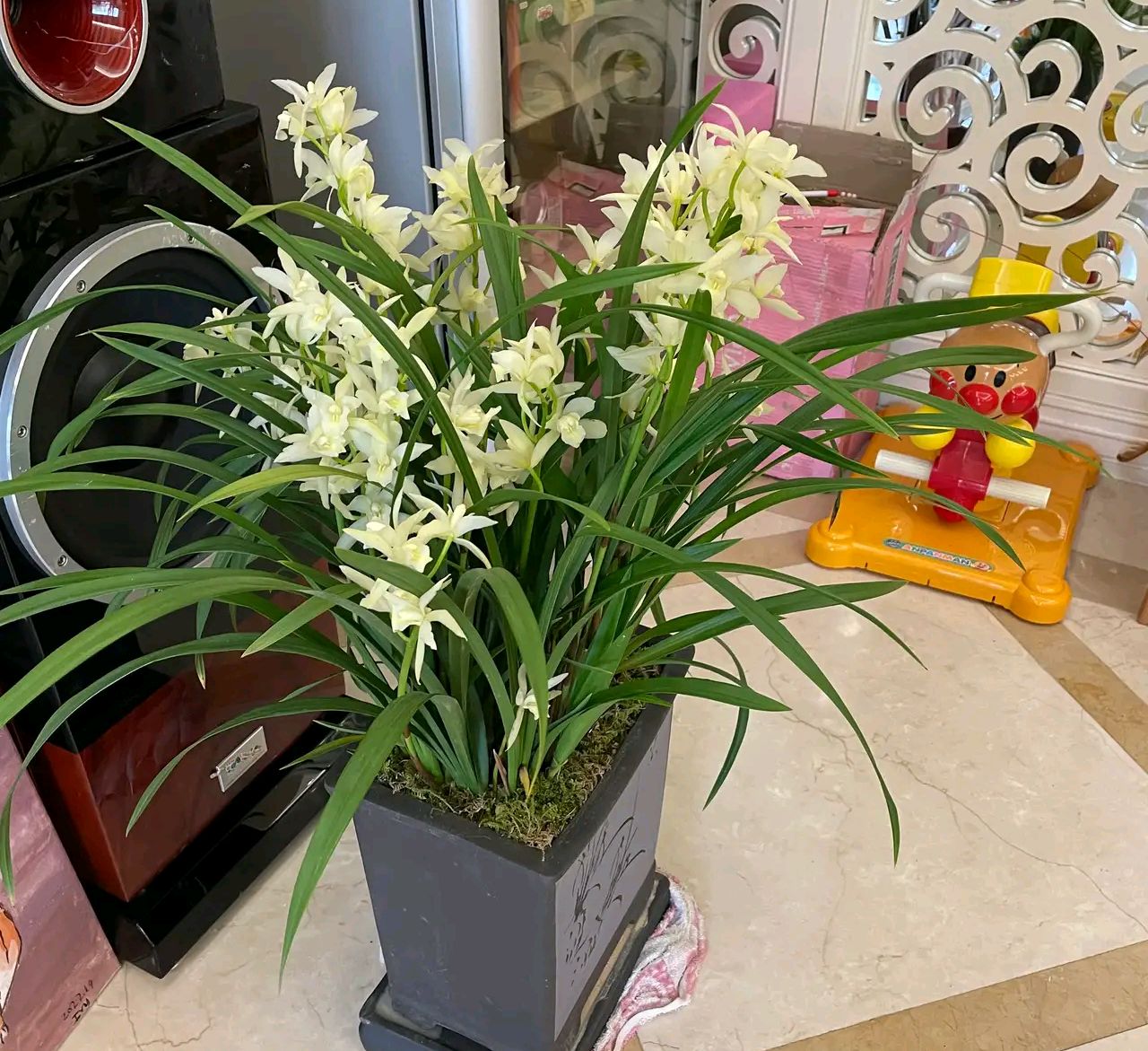 家庭客厅养什么花好看又旺财,客厅最吉祥的三种花