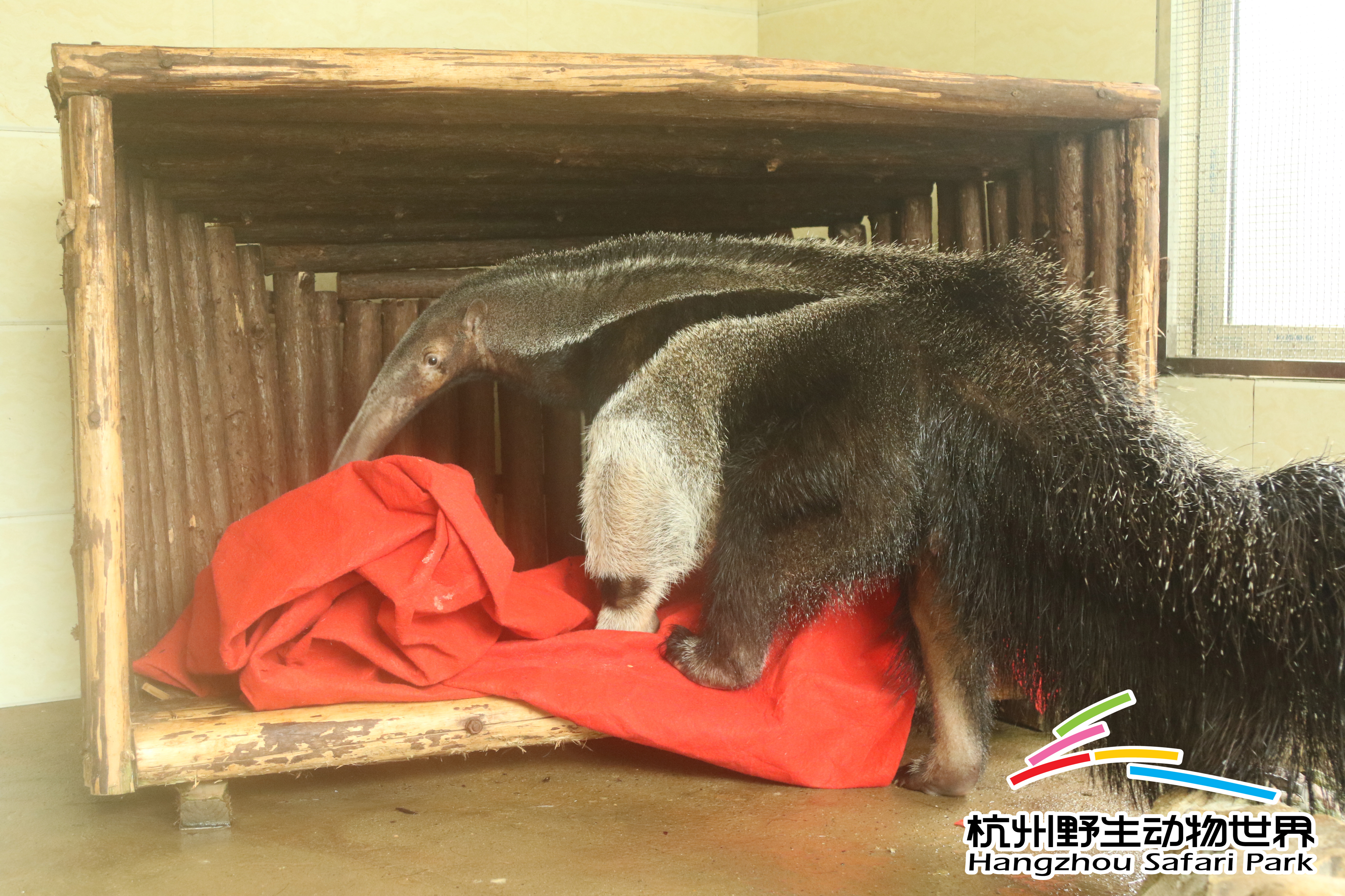 寒潮来袭冻真格,杭州野生动物世界过冬