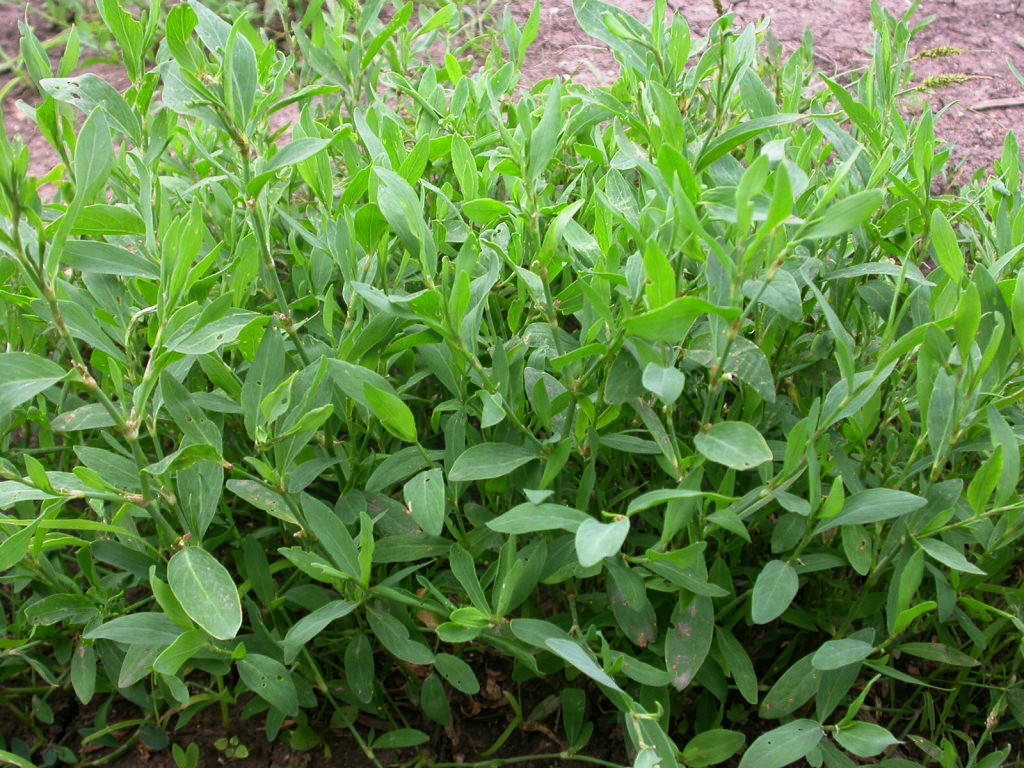 一种人人踩踏的野草，人称“猪牙草”，包饺子是一绝，现在正当时