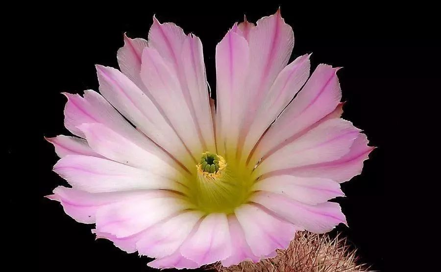 200种·仙人球开花图鉴，大开眼界，美到爆