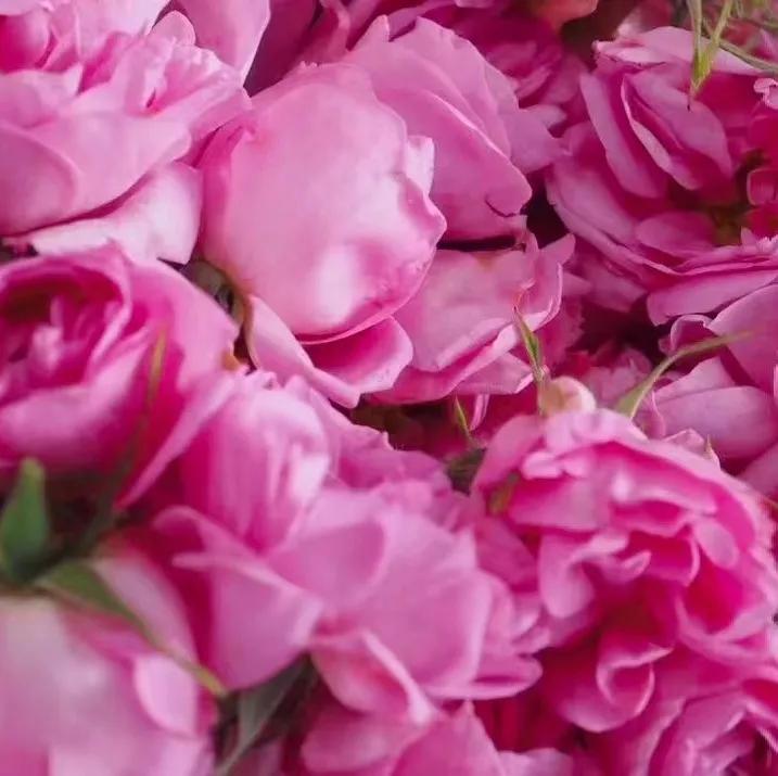 香氛精油护肤推荐哪款好用,精油护肤保持年轻