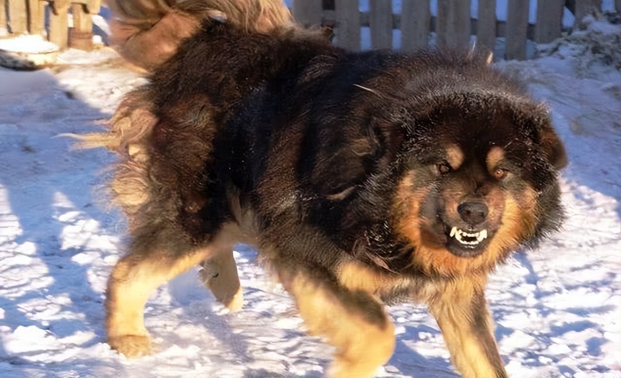 土狗基本都是什么品种,土狗哪个品种比较大