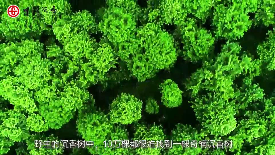 奇楠沉香茶作用,奇楠沉香茶提神还是助眠