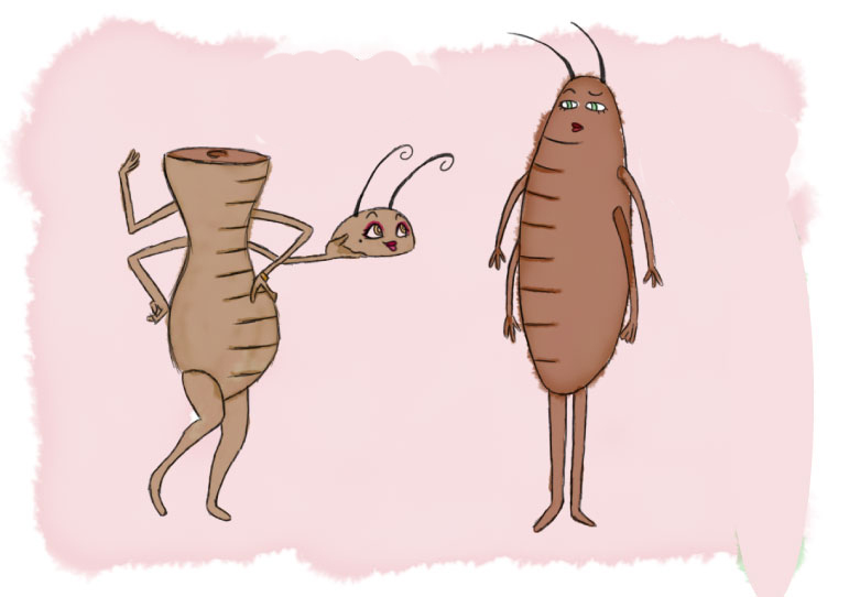 蟑螂没有头能存活很久是真的吗,蟑螂为何遭受巨大打击也能存活