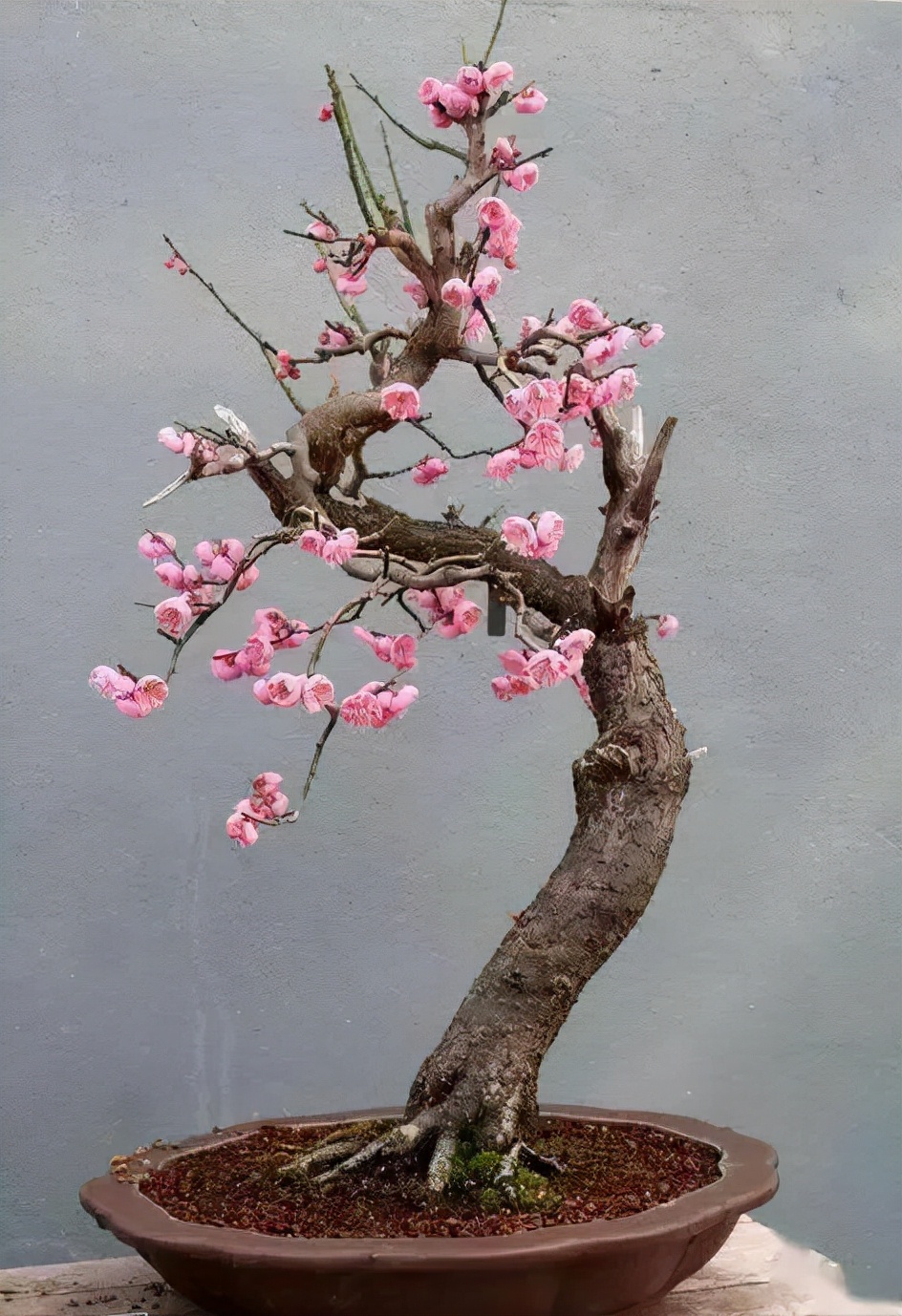 梅花的四季养护技巧