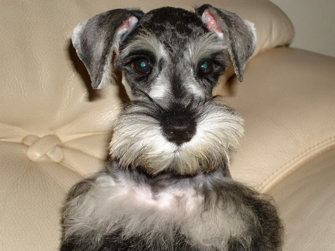 新手适合养的狗便宜可爱,又便宜又可爱的狗