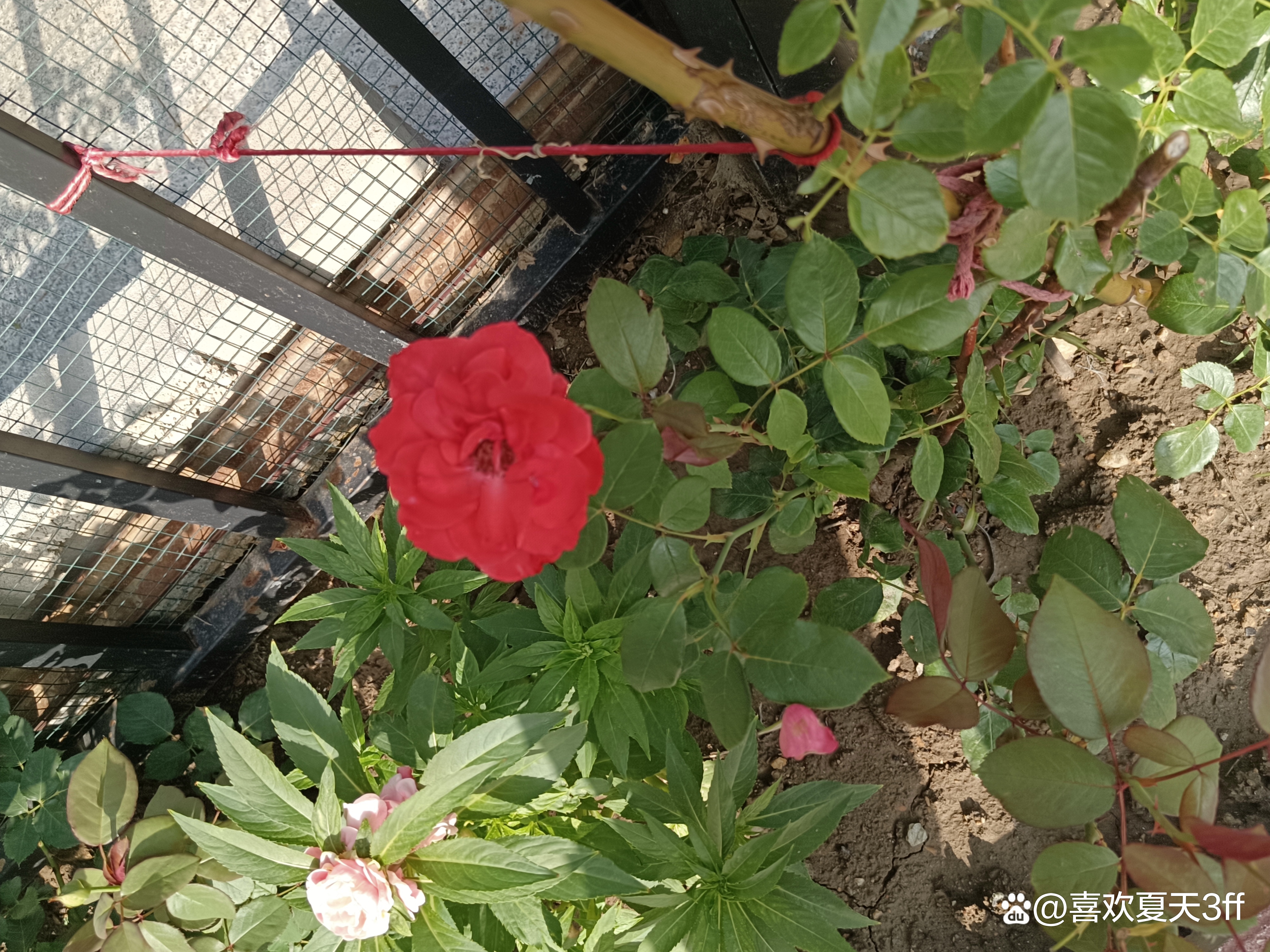 夏日的鲜花浪漫的盛开美丽又迷人,夏日盛开的鲜花