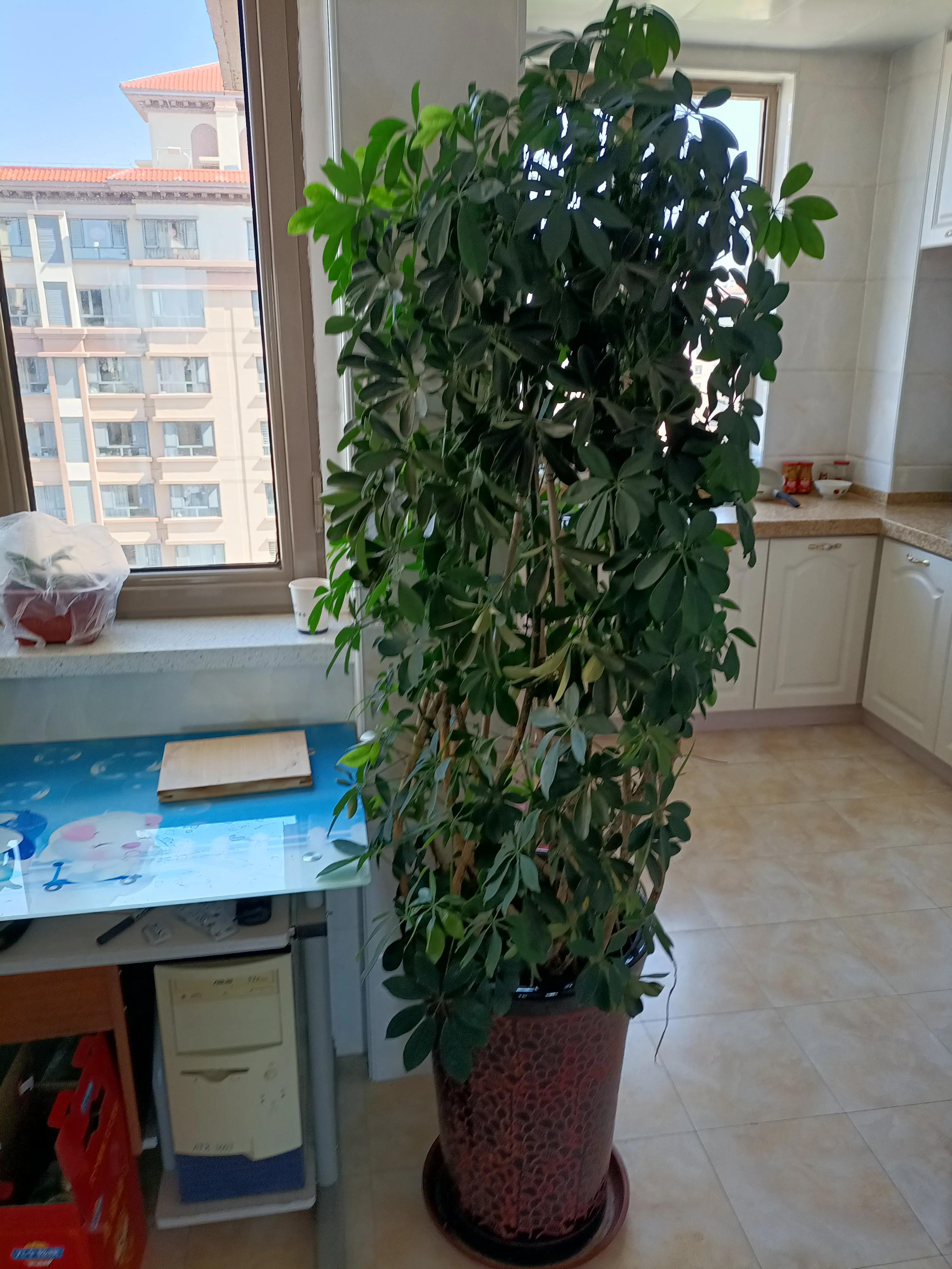 花卉市场的花有什么猫腻,为什么花市的花卉株型特别好