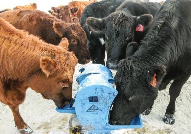 美国人养牛新方法,美国人养牛的方法