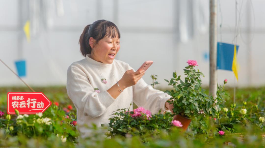 拼多多2021第三季度财报发布,拼多多财报2022年四季度预期