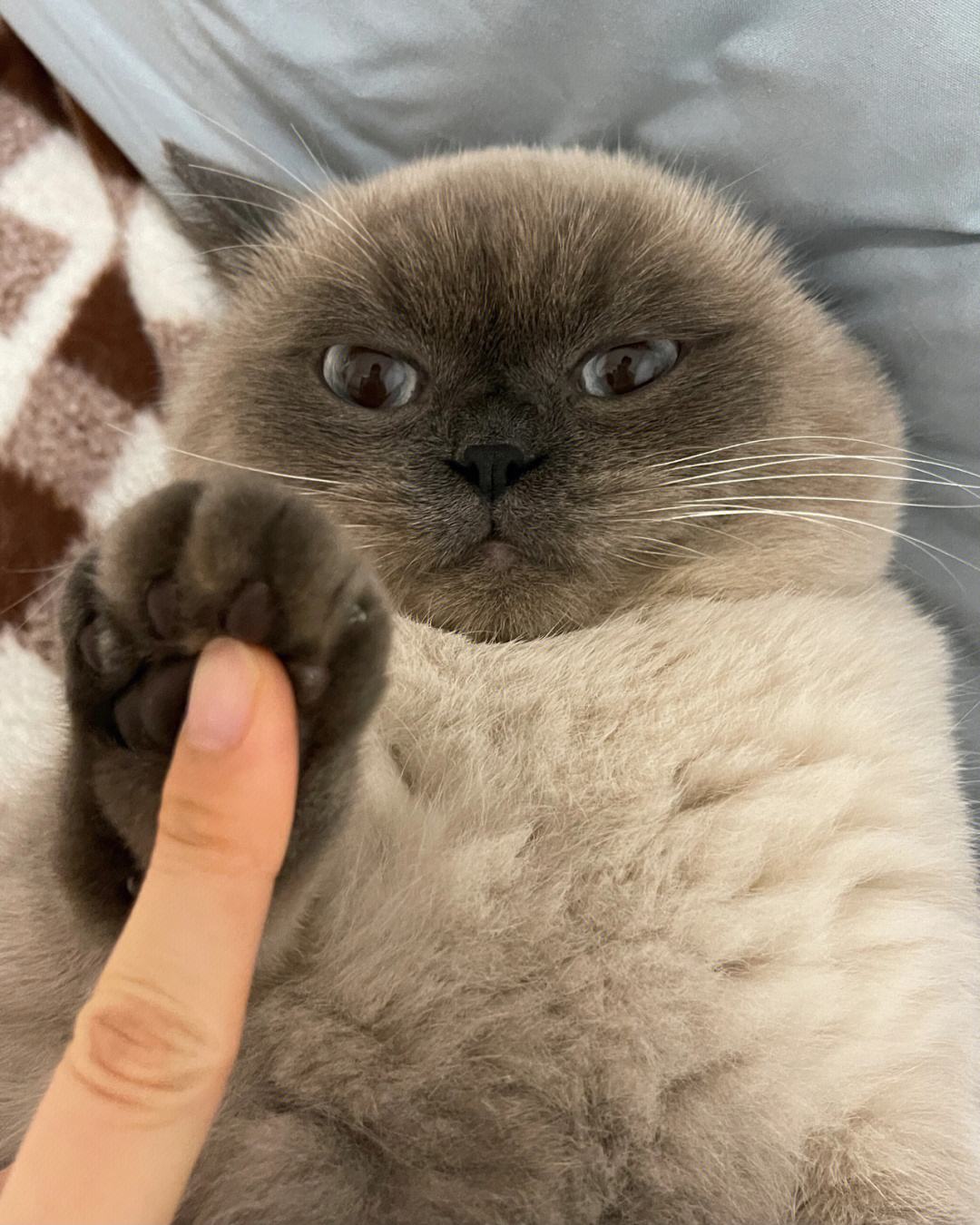 为什么想亲猫咪会用爪子把你推开,亲猫咪的时候为什么它会追你