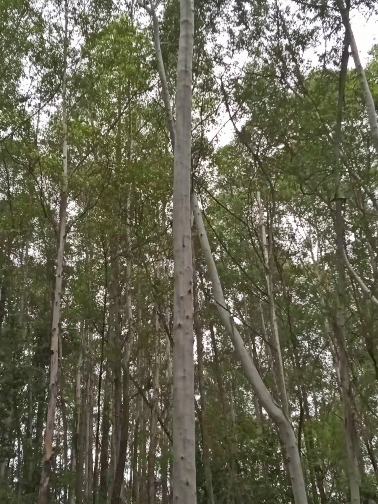 广州白云山春天的植物图片,广州白云山十大草本植物