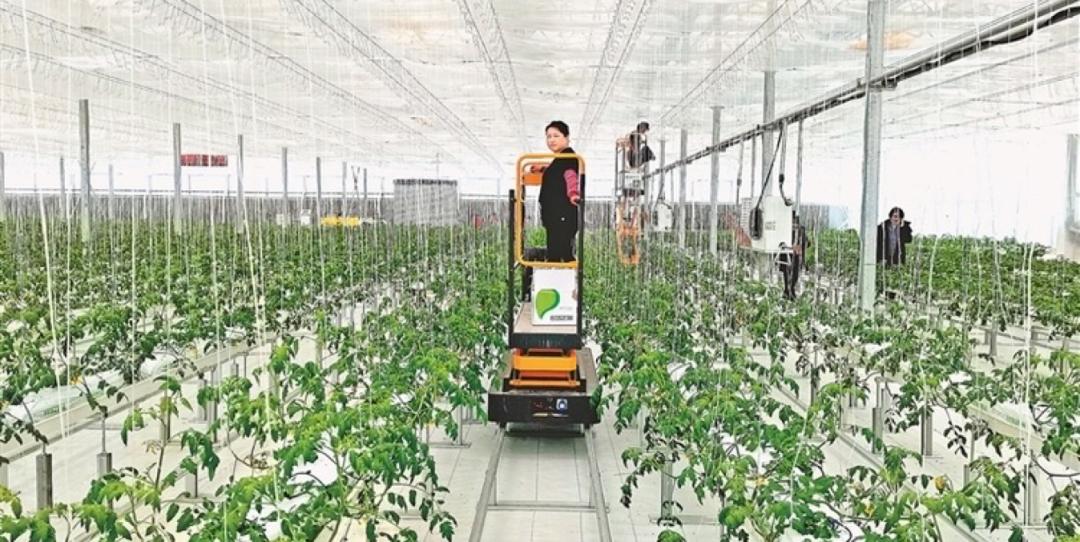 数字农业和智慧农业的区别,互联网背景下的智慧农业