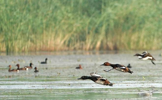 华北平原河流干涸,白洋淀华北淡水湖