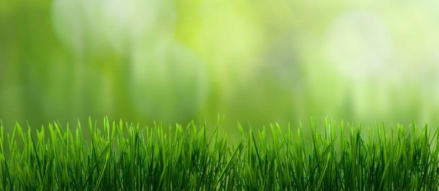 植物与环境相适应的形态有哪些,植物形态特征与环境关系的论文