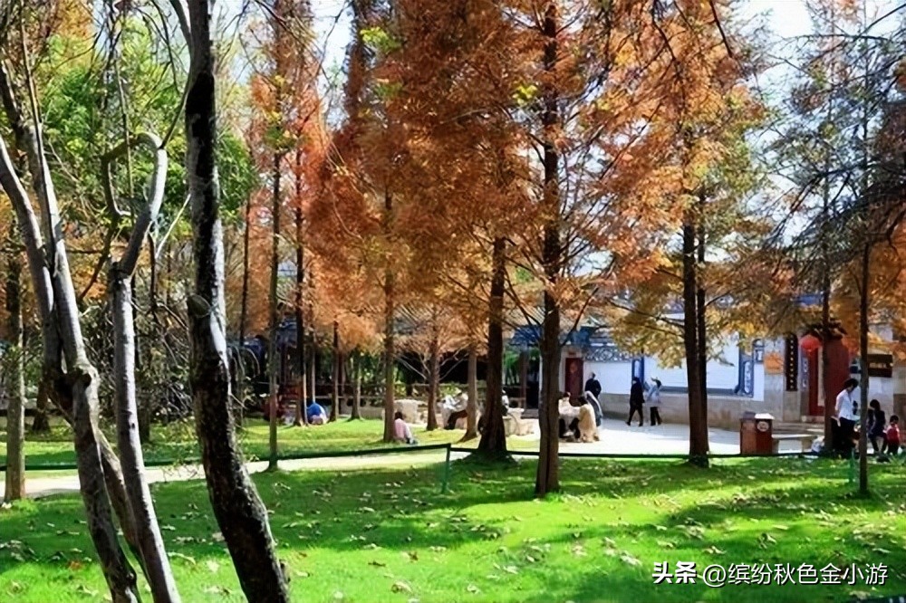 2022年昆明免费开放的景点,昆明轿子雪山这几天免费是真的吗