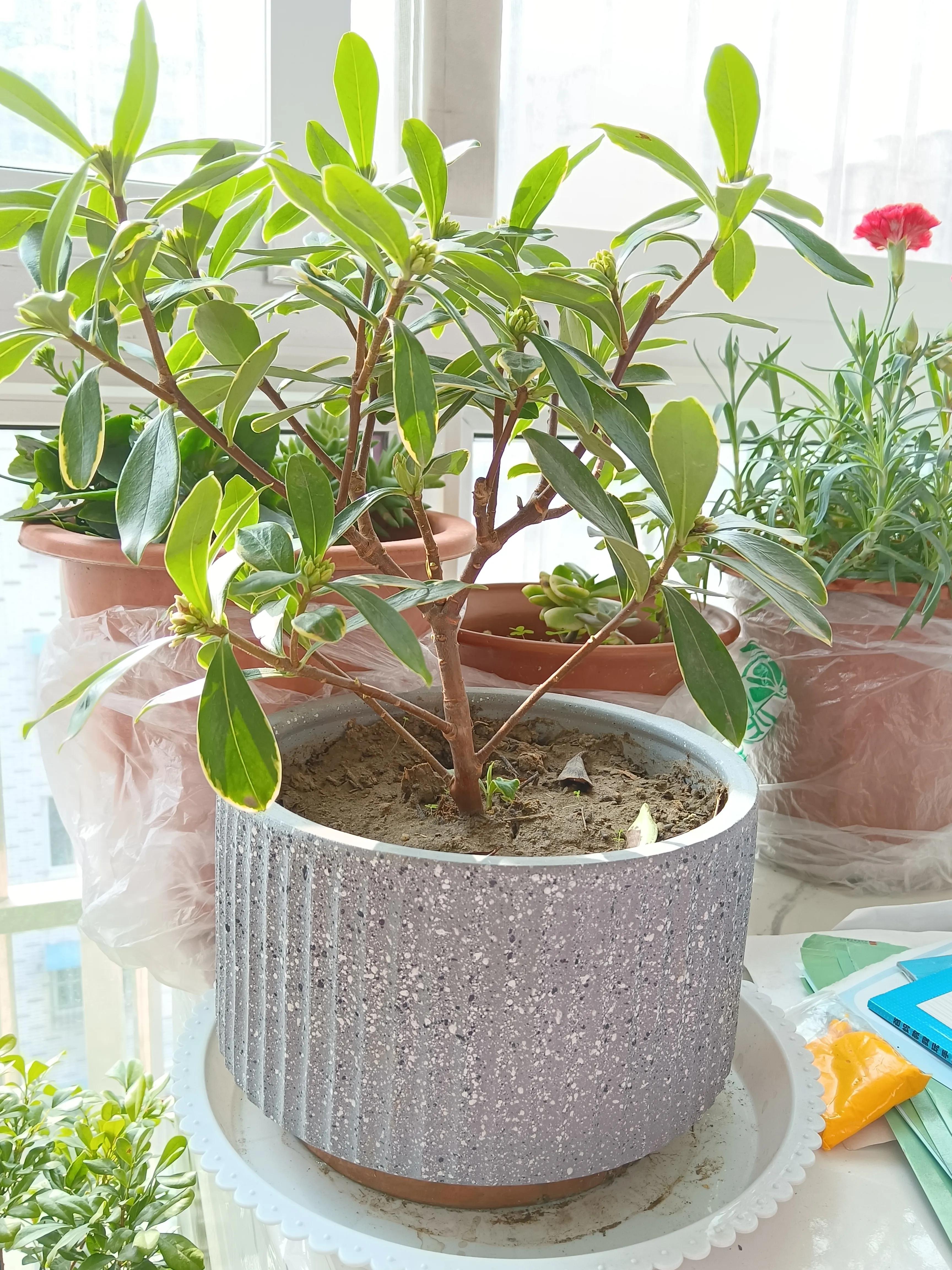 冬日里的向阳花,开在冬日的向阳花