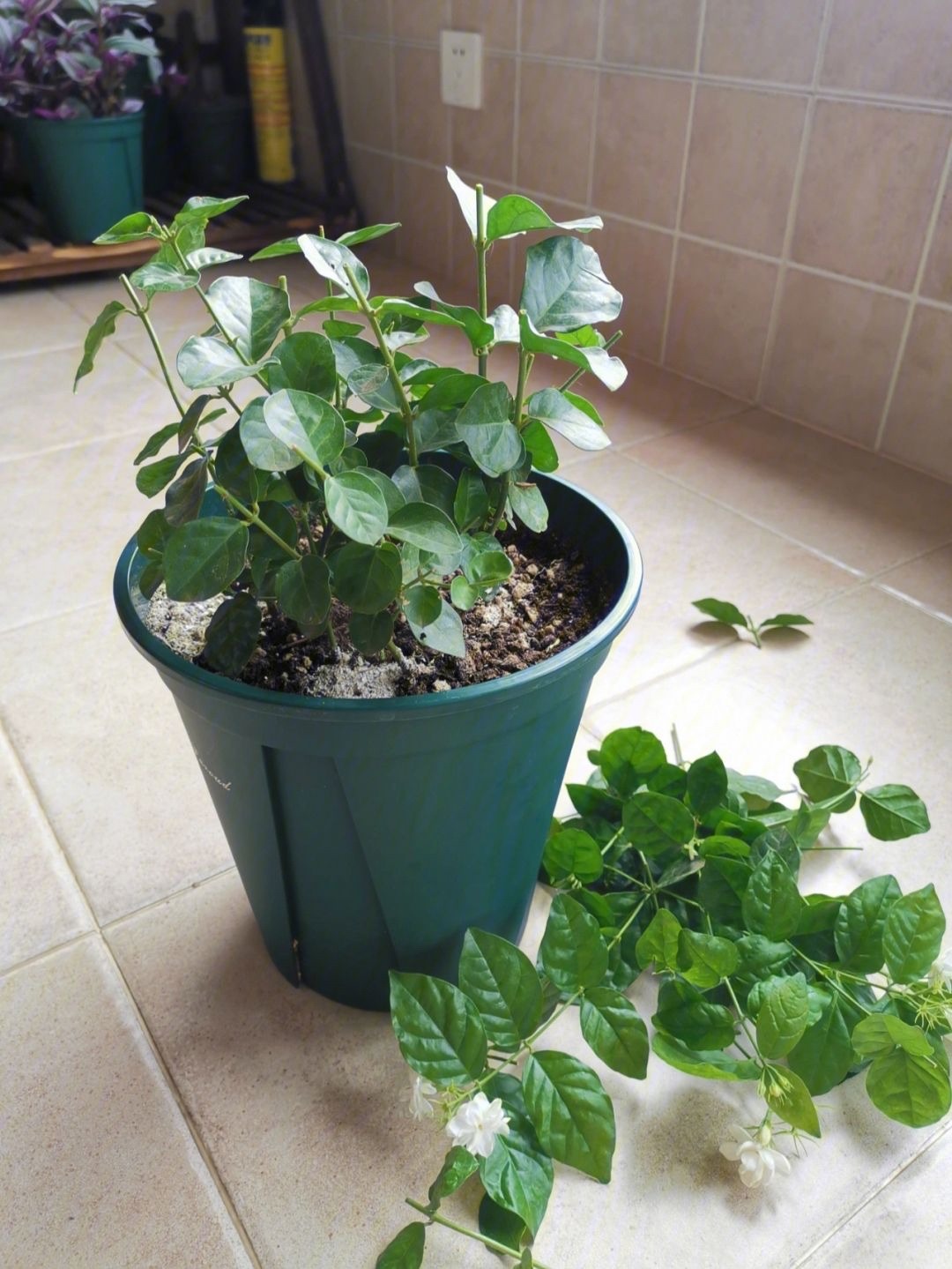 怎么养茉莉花开花多,茉莉花如何养开花不断