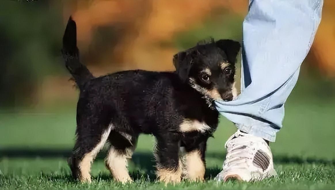 幼犬啃脚趾,幼犬咬手咬脚行为纠正方法