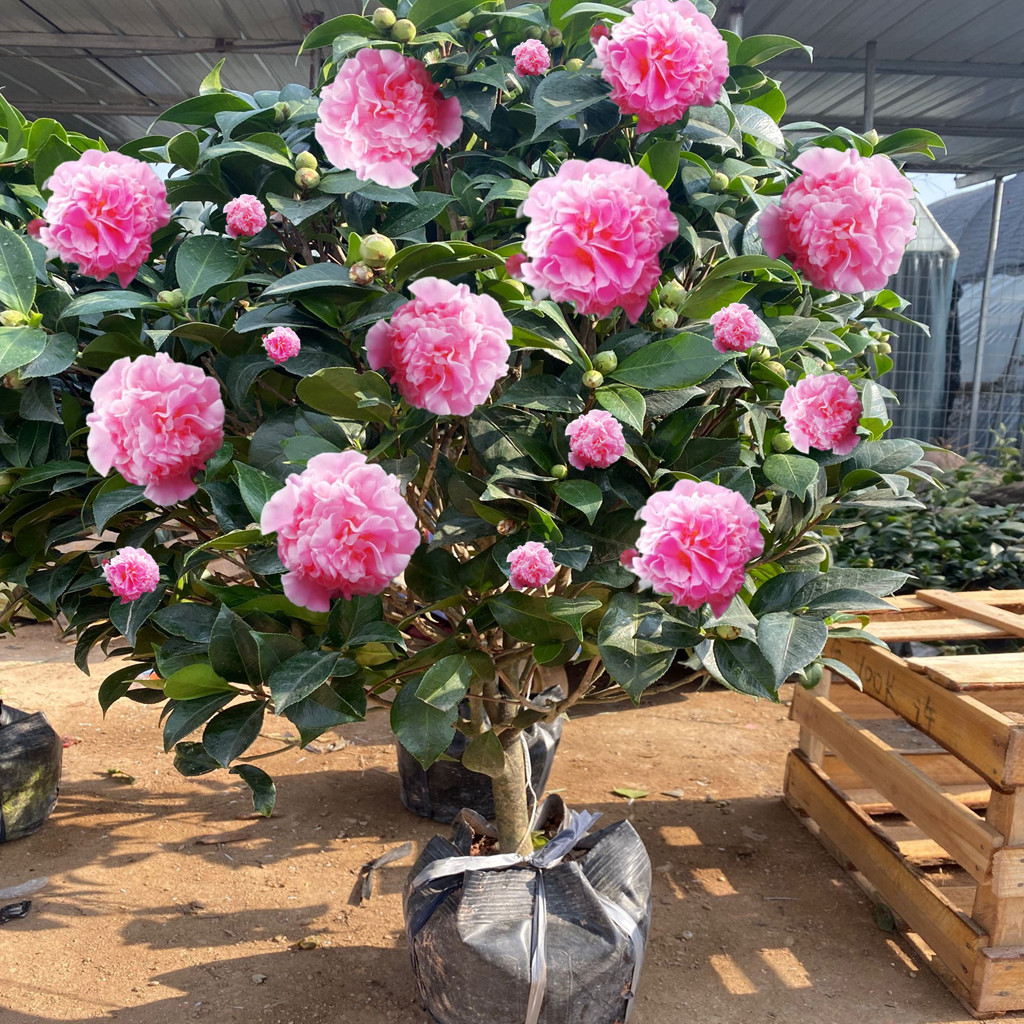 花卉界的“香香郡主”，人称“赛牡丹”，颜色艳，香味浓，值得养