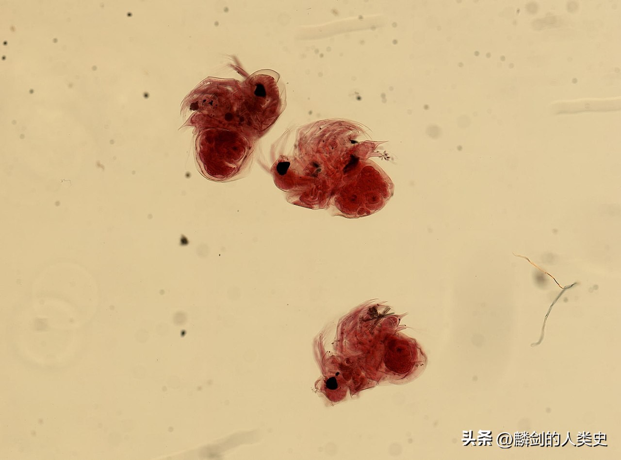 动物界门纲目科属高清图片,动物界的全部门类