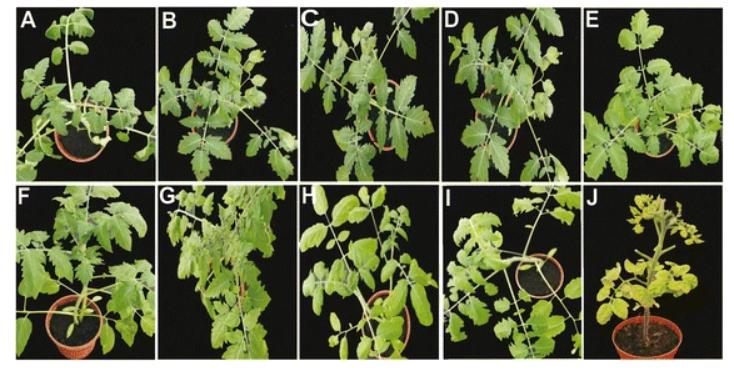 在核糖核酸的干扰下，病毒对转基因番茄植株有什么影响？