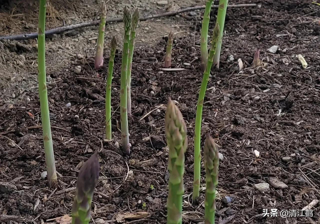 露笋高产吗,莴笋的种植方法和时间