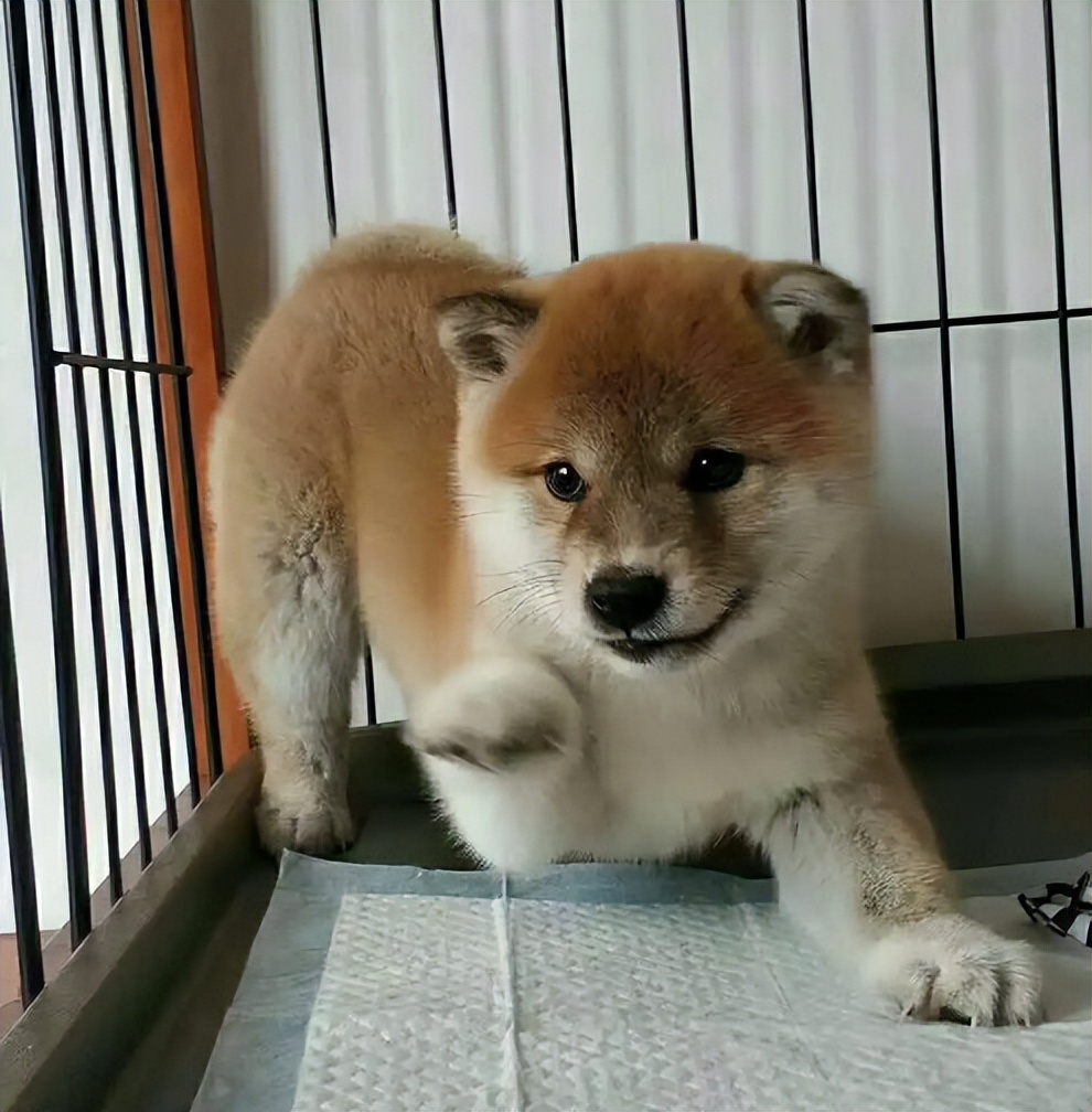 幼犬1-3个月怎么喂养土狗,如何快速成为幼犬的铲屎官