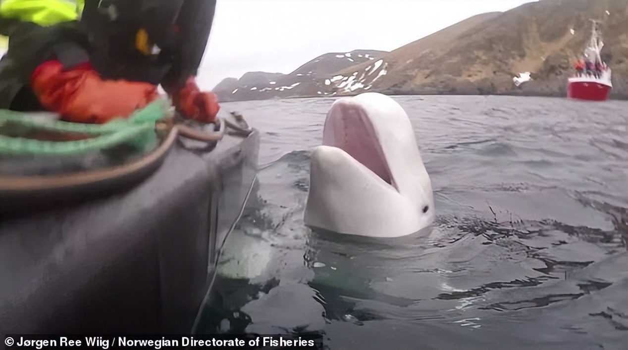 俄间谍白鲸再现北欧海岸,英媒称间谍白鲸再现北欧