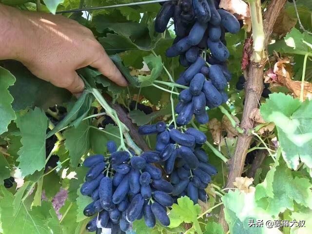 阳台选了它比花还漂亮,适合阳台可以吃的植物