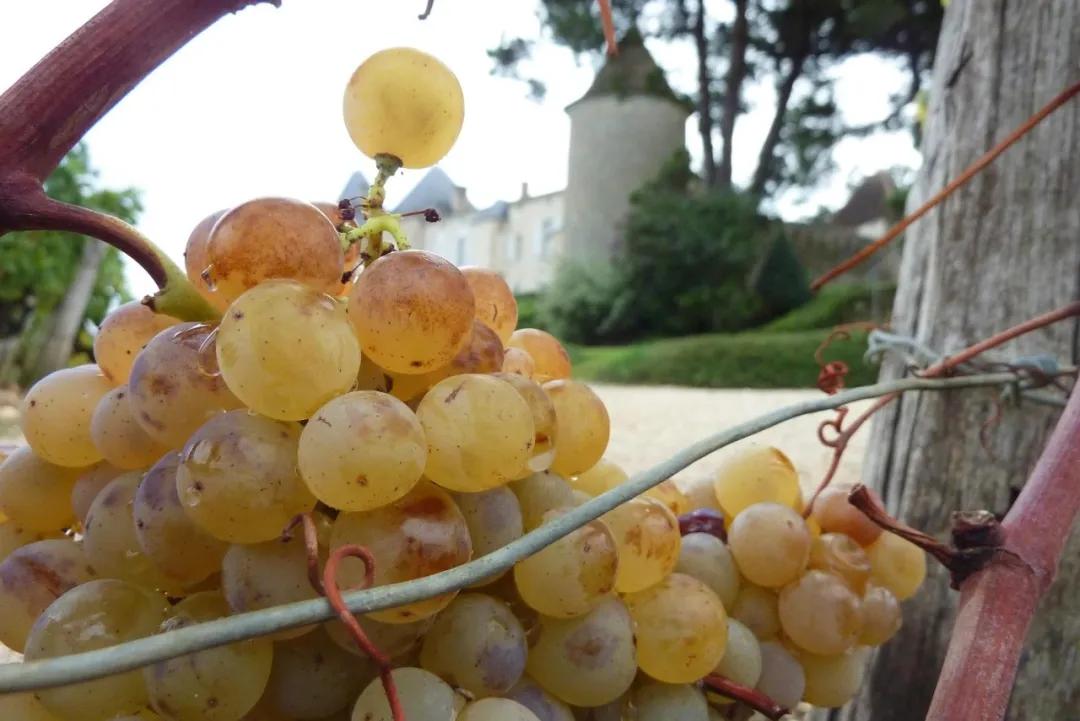 苏玳滴金图片,滴金酒6升