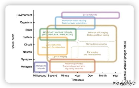 大脑循环系统,大脑视觉网络包括哪些脑区