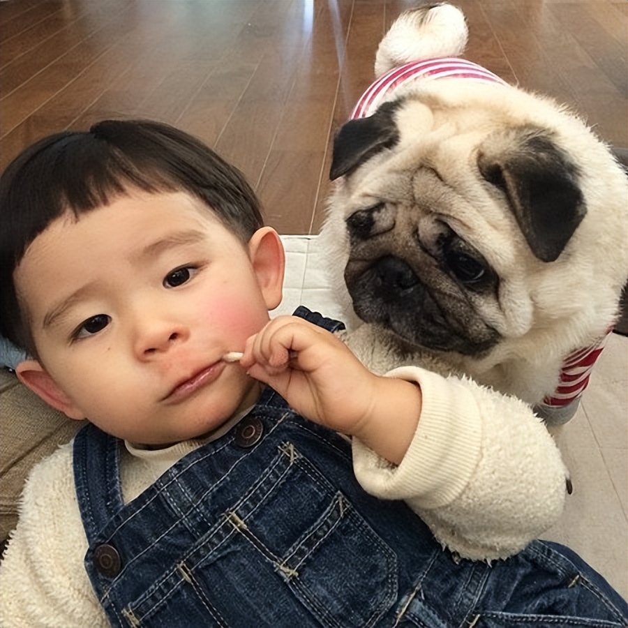 巴哥犬好养吗有什么优缺点,养巴哥犬还是养猫贵