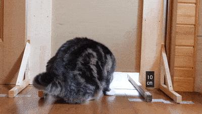 猫咪坐姿分辨性别,猫咪坐姿判断性别