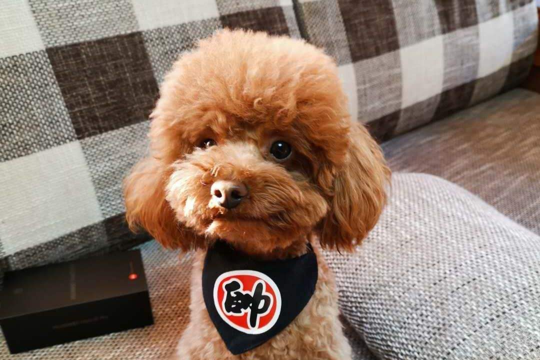 泰迪犬该如何训练视频讲解,泰迪犬怎么训练十大基础动作