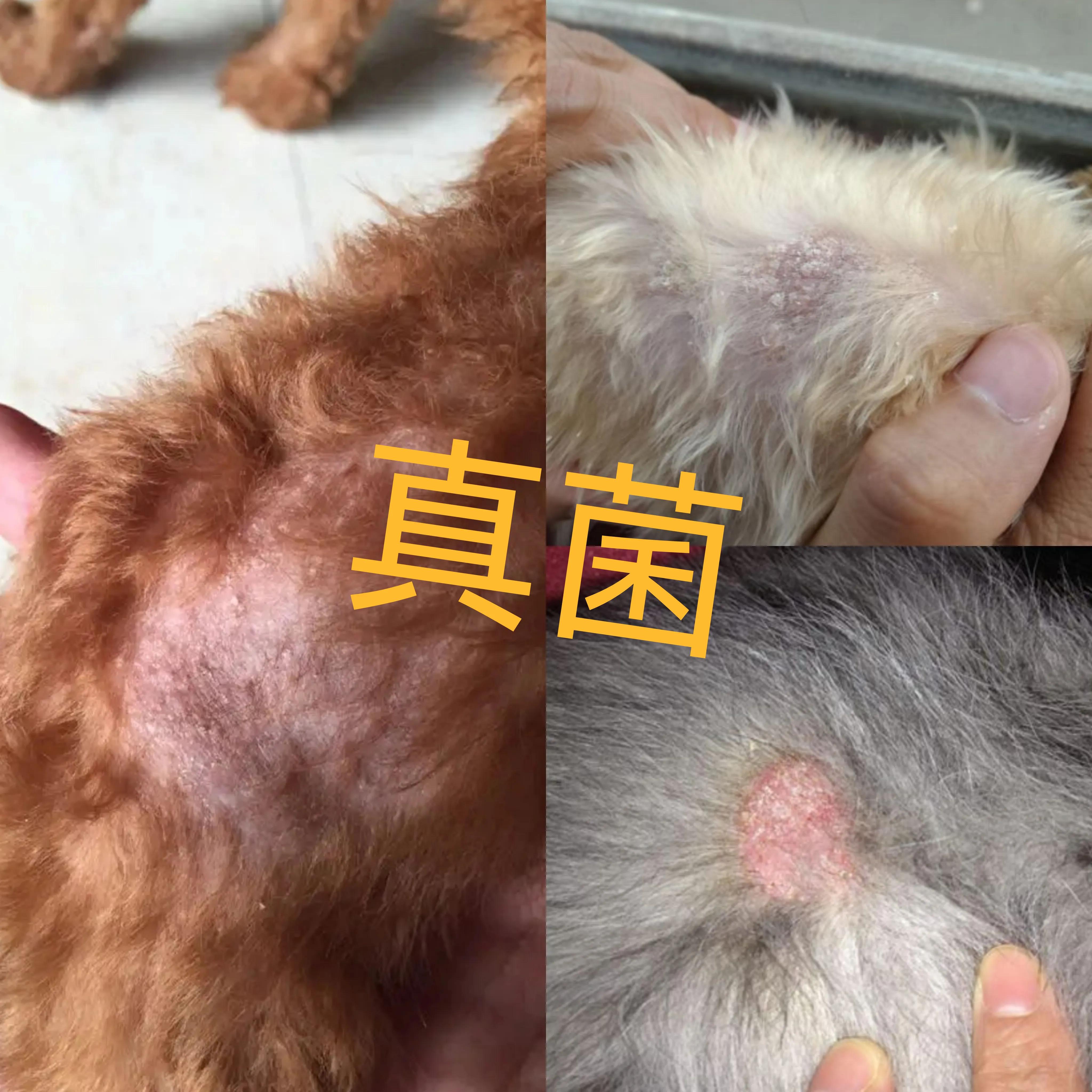 999皮炎平可以给狗狗治皮肤病吗,狗狗有皮肤病在家怎么治疗