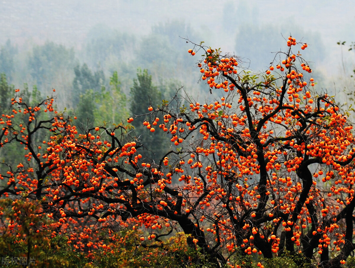 山西:乡情乡愁柿子酒