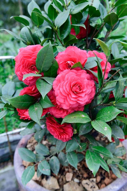 高雅有诗意的山茶花名字,山茶花之美的古诗词