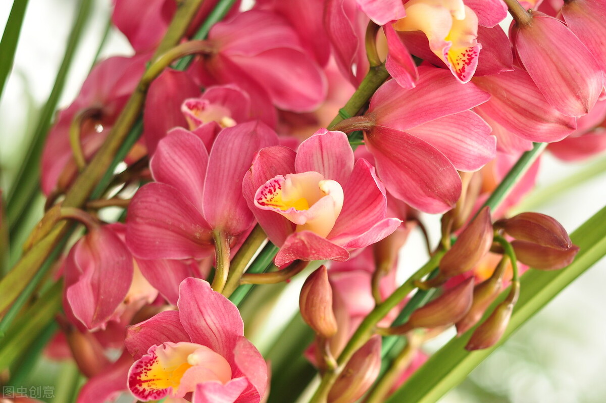 中国十大名兰哪种最好看又好养,名兰都是哪些品种