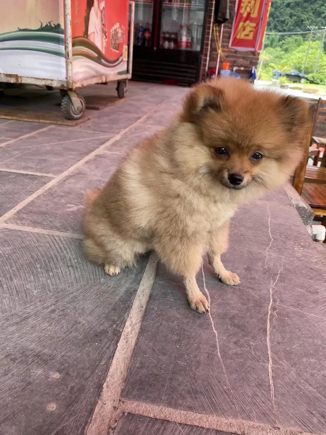 养狗小知识马犬,养狗小知识狗狗每天要喝多少水