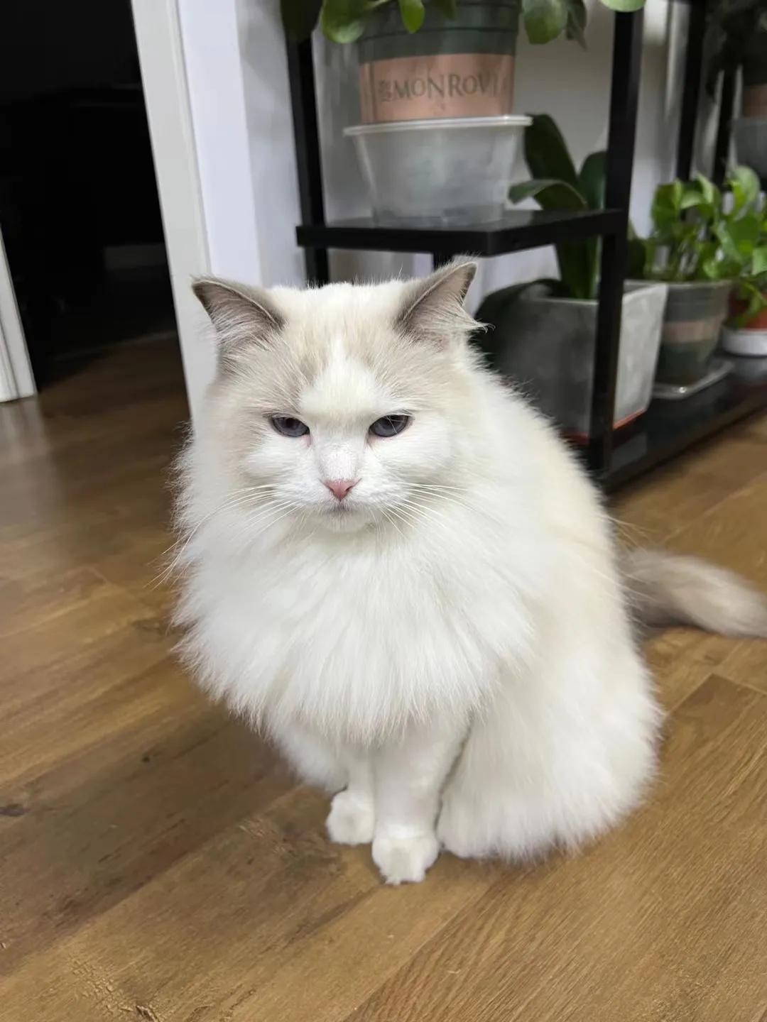 猫咪祖先长什么样,猫咪的祖先是怎么被人征服的