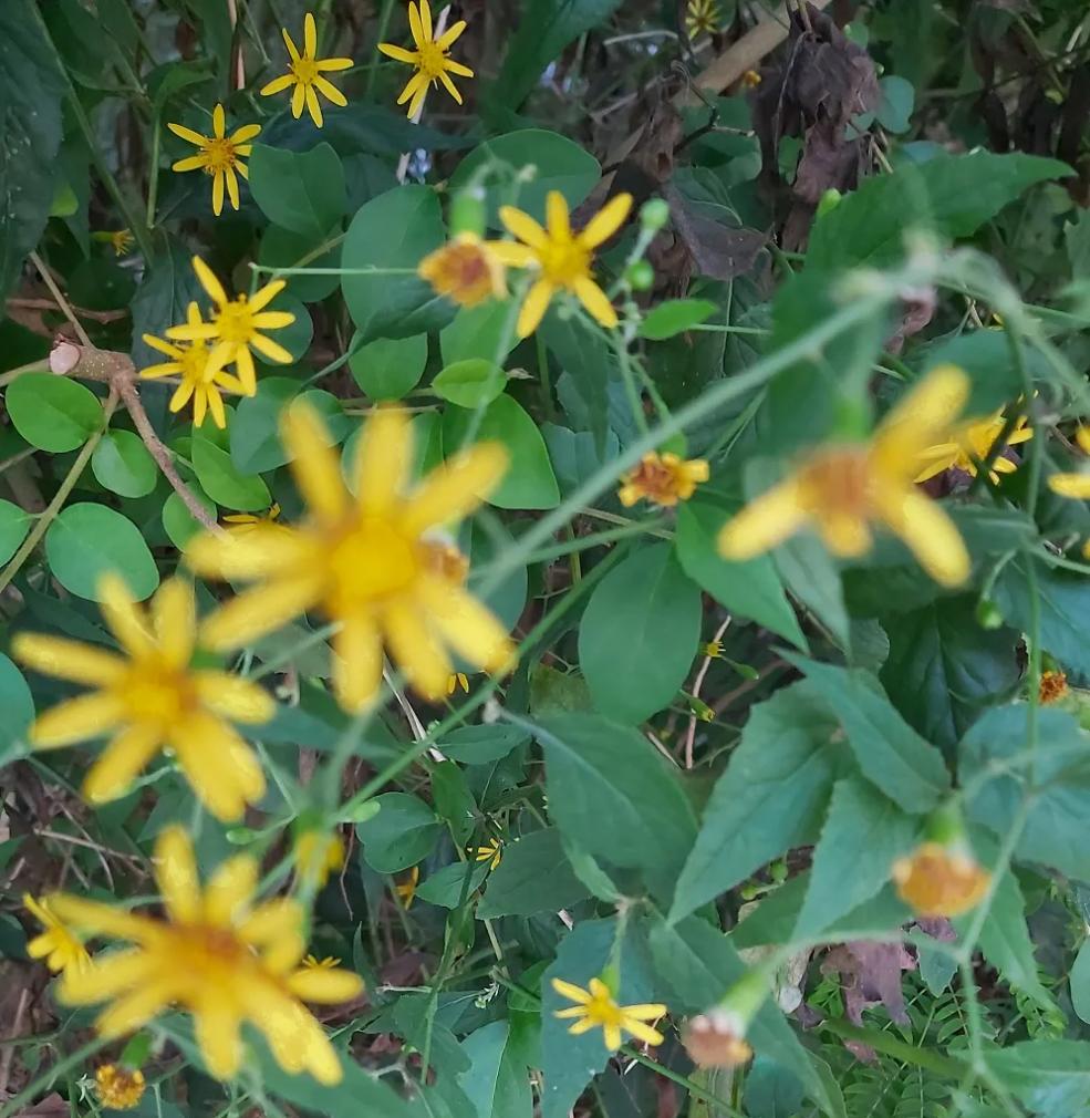 《神农识药》清热解毒药之千里光