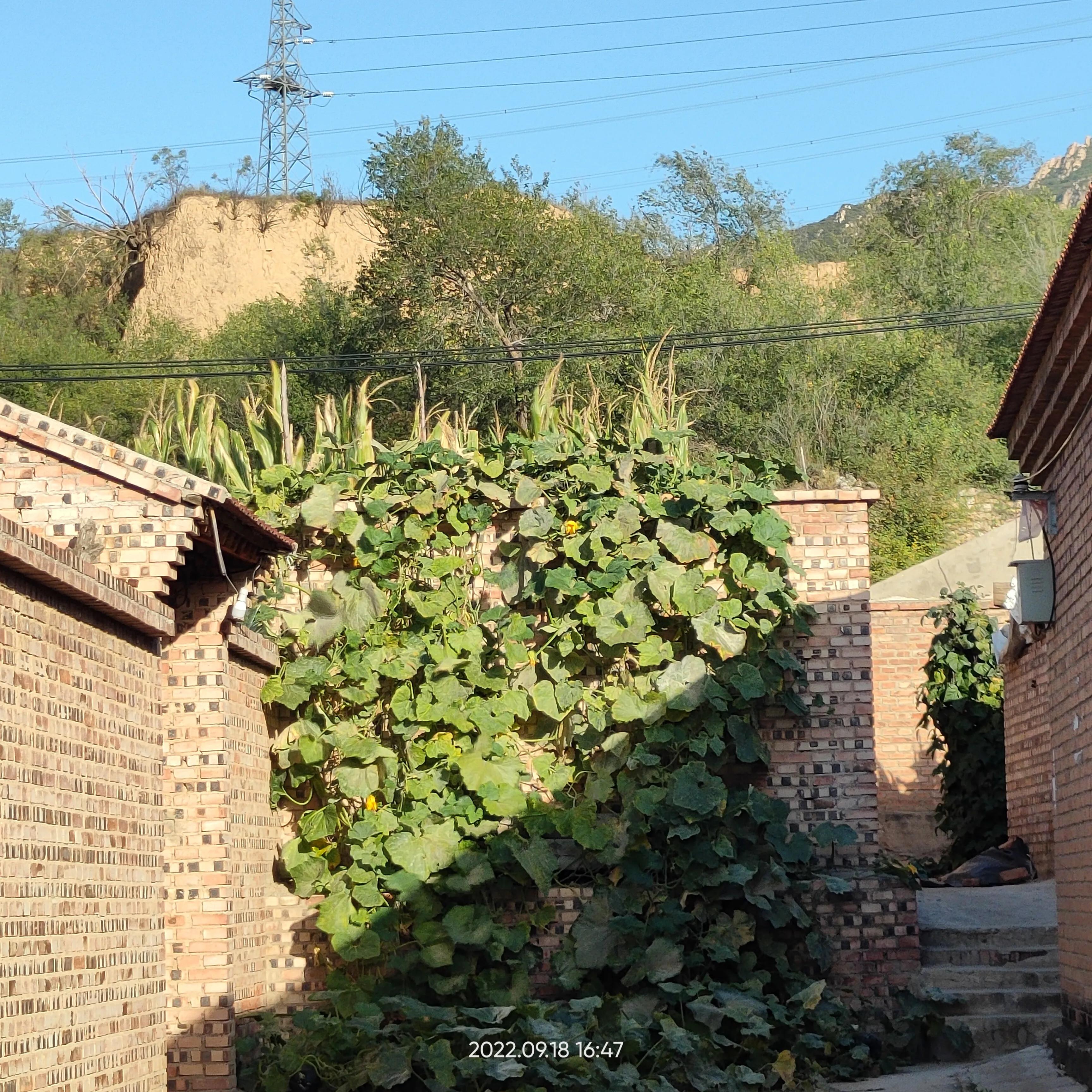 寮犲鍙ｅ競瀹ｅ寲鍘挎潕澶т汉搴勬潃浜烘,瀹ｅ寲鏉庡ぇ浜哄簞鍦板悕鏉ュ巻