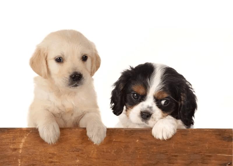 狗狗得细小症状有哪些,狗狗细小传染人吗