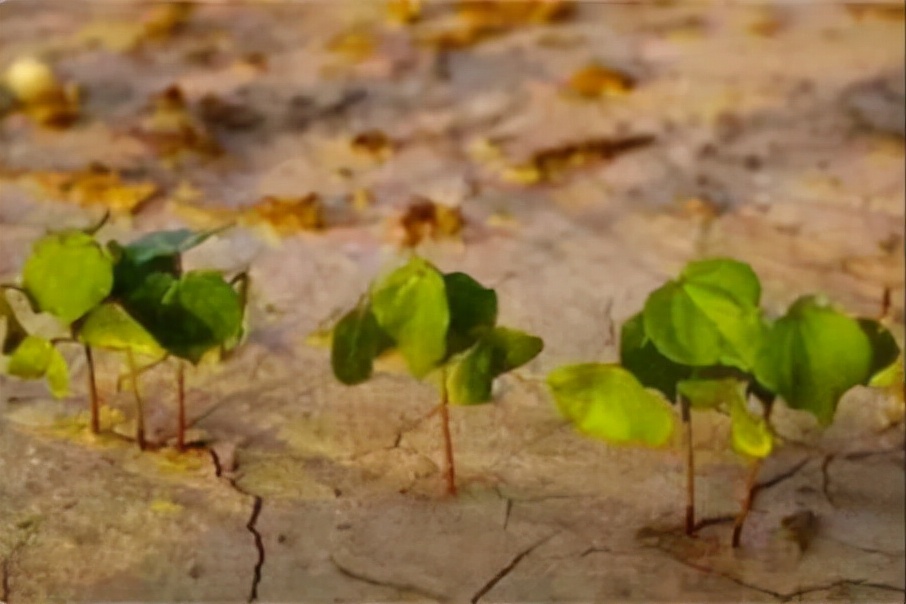 农村小生意最新商机,在农村发展什么好赚钱